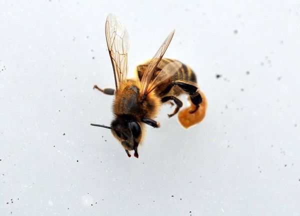 Déclin des abeilles
