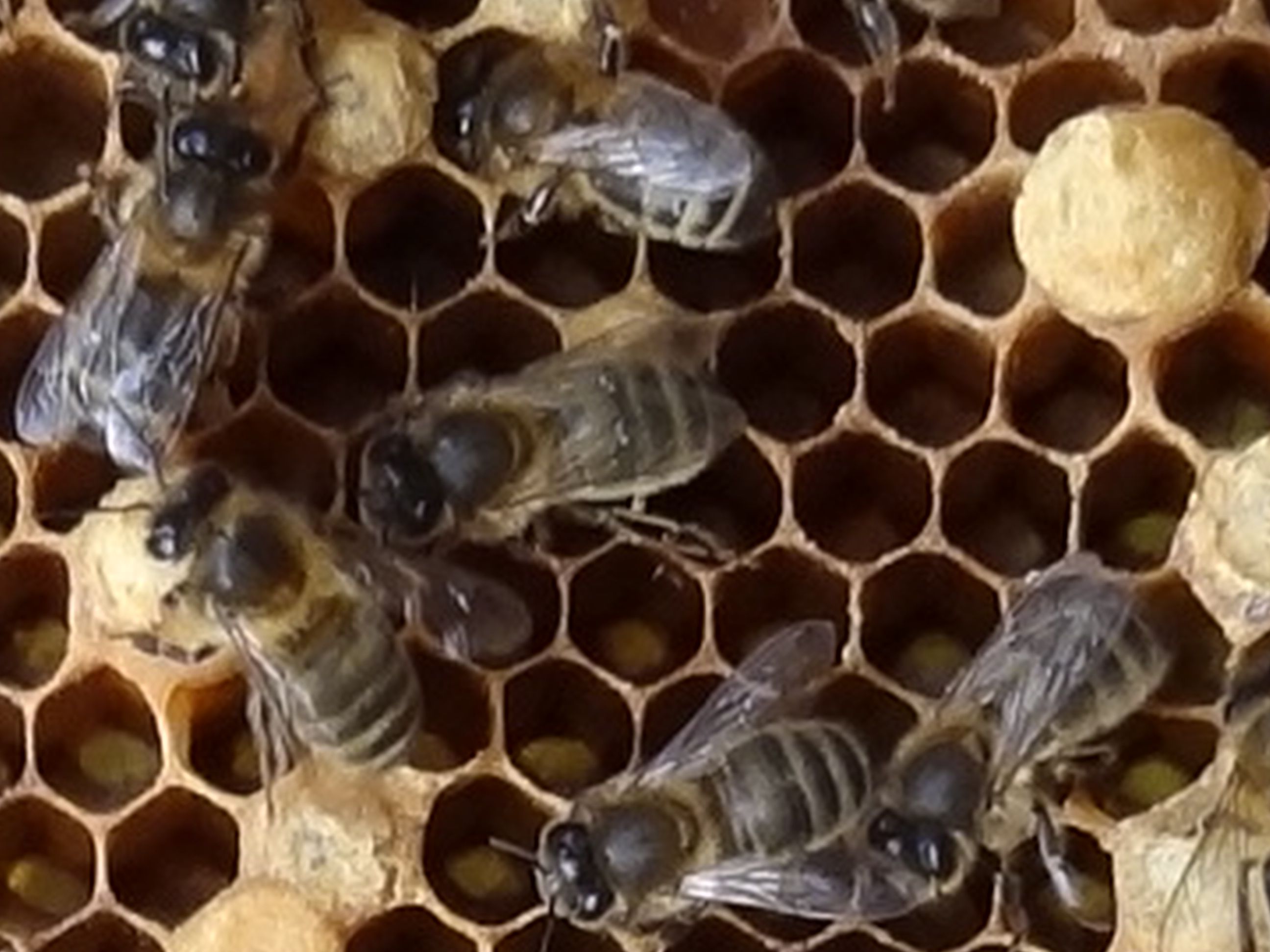 Le FAUXBOURDON Des Ruches en Ville Apiculture citadine pour toutes — free download